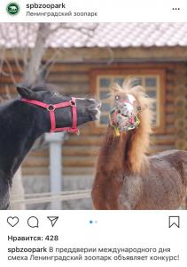 Ленинградский зоопарк объявил фотоконкурс ко Дню смеха