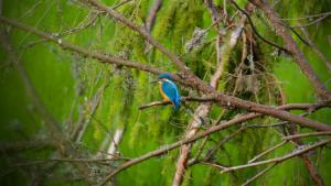 В Гатчинском районе сфотографировали краснокнижного зимородка