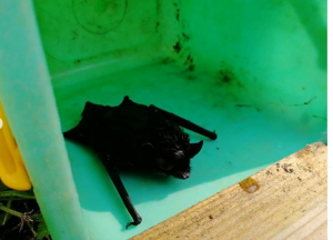 В Ломоносовском районе спасена сердитая летучая мышь