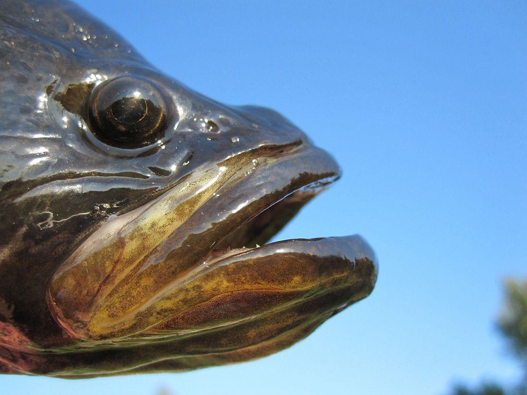 Интересная информация о рыбе ротан - Что за рыба ротан?