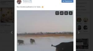 Стадо кабанов не испугалось ленинградских рыбаков и вышло к ним