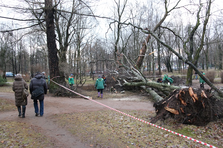 Буря сегодня в петербурге. Штормовое предупреждение в Санкт-Петербурге. Парк ветер сильный. Парк после урагана. Ураган в Питере в Удельном парке.