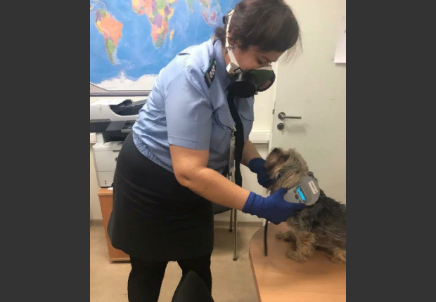 Важность ветеринарного контроля