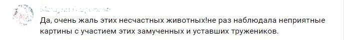 Лошадиная доля: прокатный бизнес процветает, а животные страдают, но волнует это лишь активистов