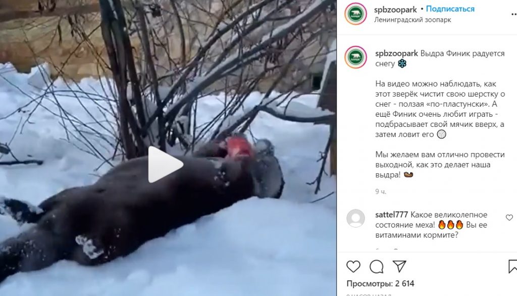 Петербуржцам показали выдру, радующуюся снегу и морозам