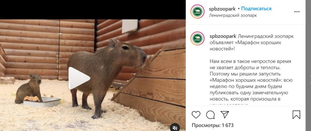 В Ленинградском зоопарке пополнение: там родился детеныш капибары