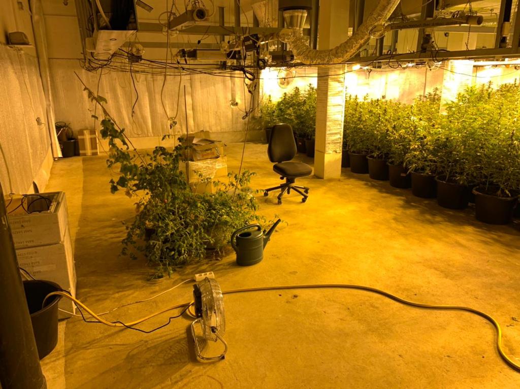 В Ленобласти задержали крупных наркоплантаторов