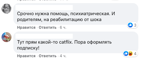 "Просто кототриллер!": петербуржцы взяли на передержку 38 котов, но их хозяева исчезли