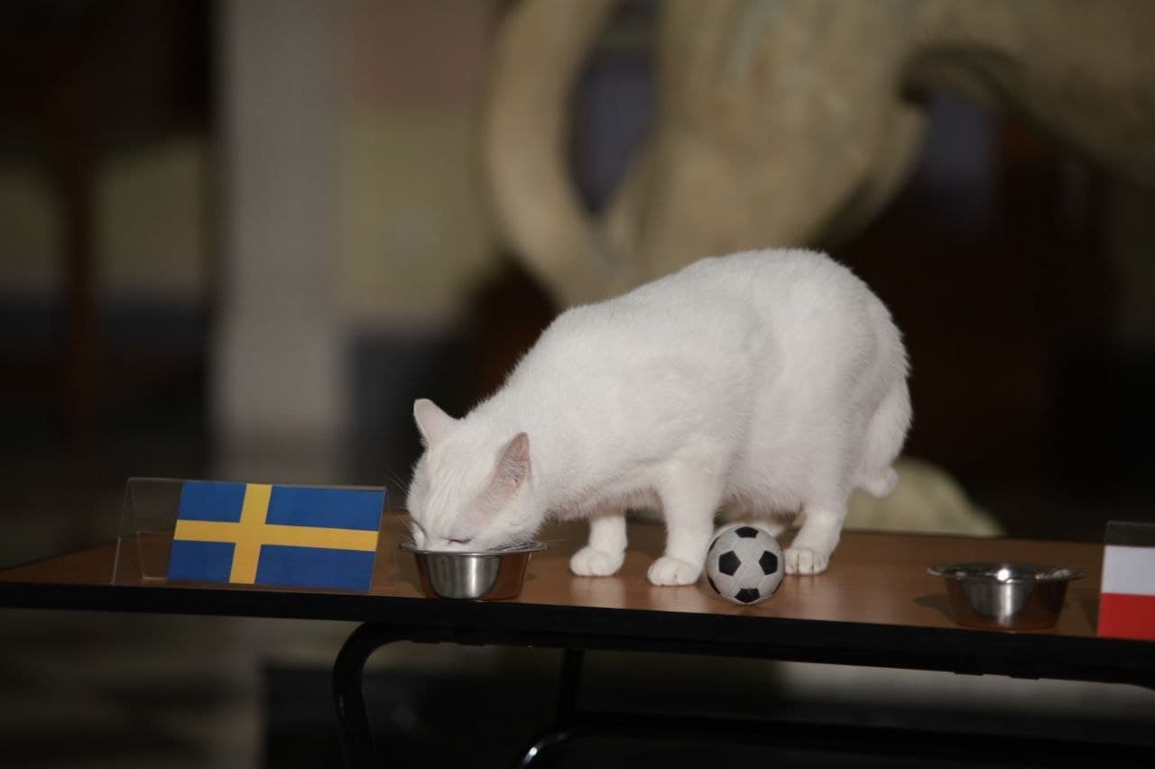 Эрмитажный кот Ахилл предсказал победу сборной Швеции в матче с Польшей на Евро