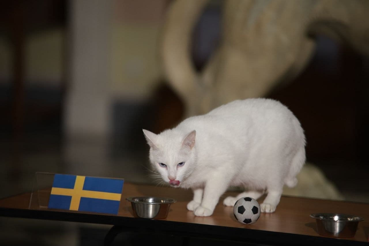 Эрмитажный кот Ахилл предсказал победу сборной Швеции в матче с Польшей на Евро