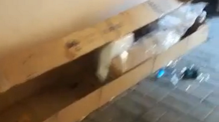 Вечеринки, пьяные выходки и футбол с полицией: как фанаты отрывались на Евро-2020 в Петербурге