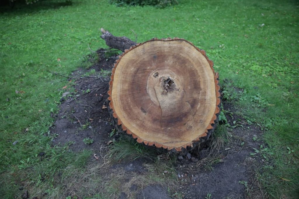 Что осталось от упавшего 130-летнего дуба в Ботаническом саду: фоторепортаж Gazeta.SPb