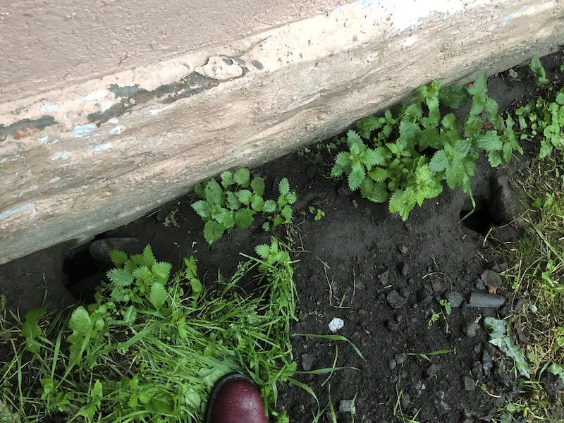 Жильцы дома на Большой Посадской жалуются на крыс размером с кошек во дворе
