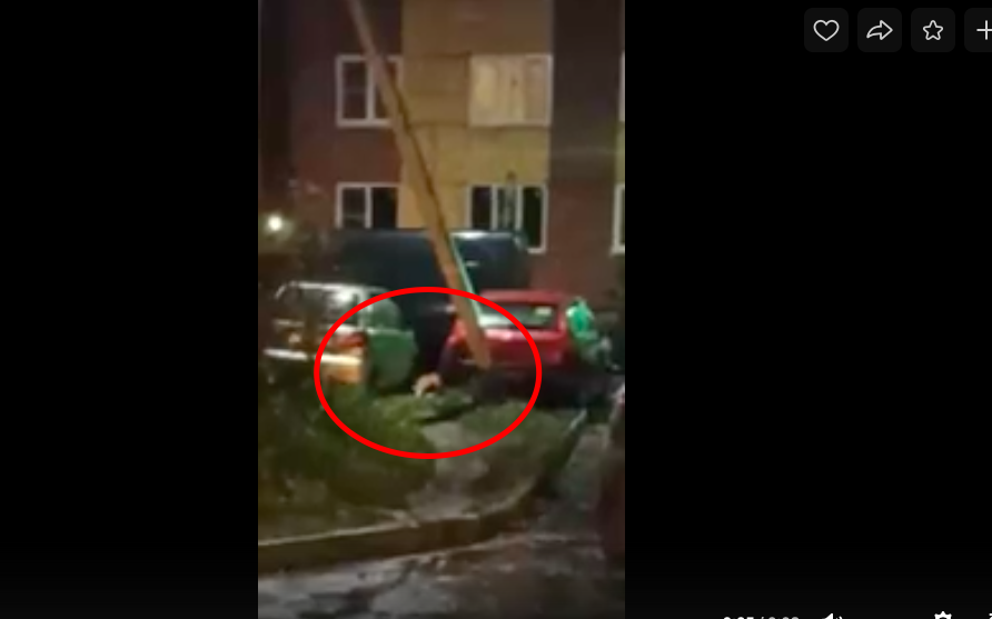 Жителей Янино пугают дикие лисы и крысы «размером с пикинеса»