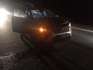 На дорогах Ленобласти стали чаще сбивать лосей