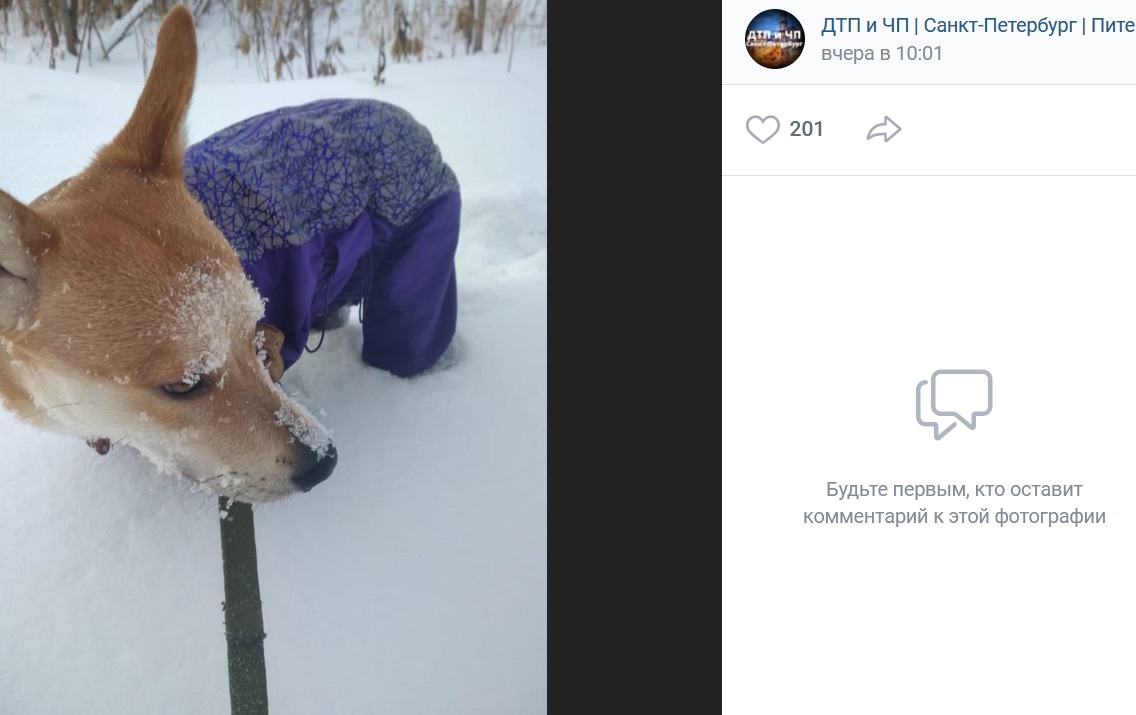 Грохот фейерверков привел к массовому бегству собак в Петербурге