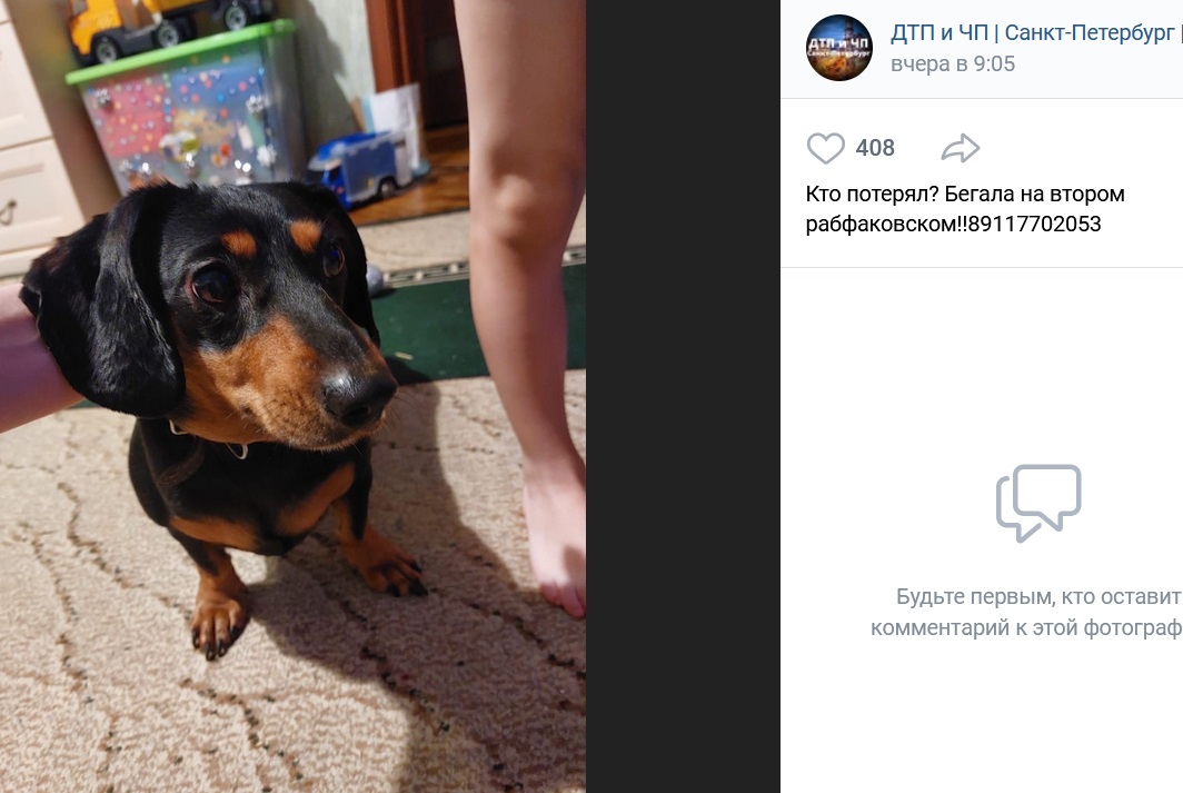 Грохот фейерверков привел к массовому бегству собак в Петербурге