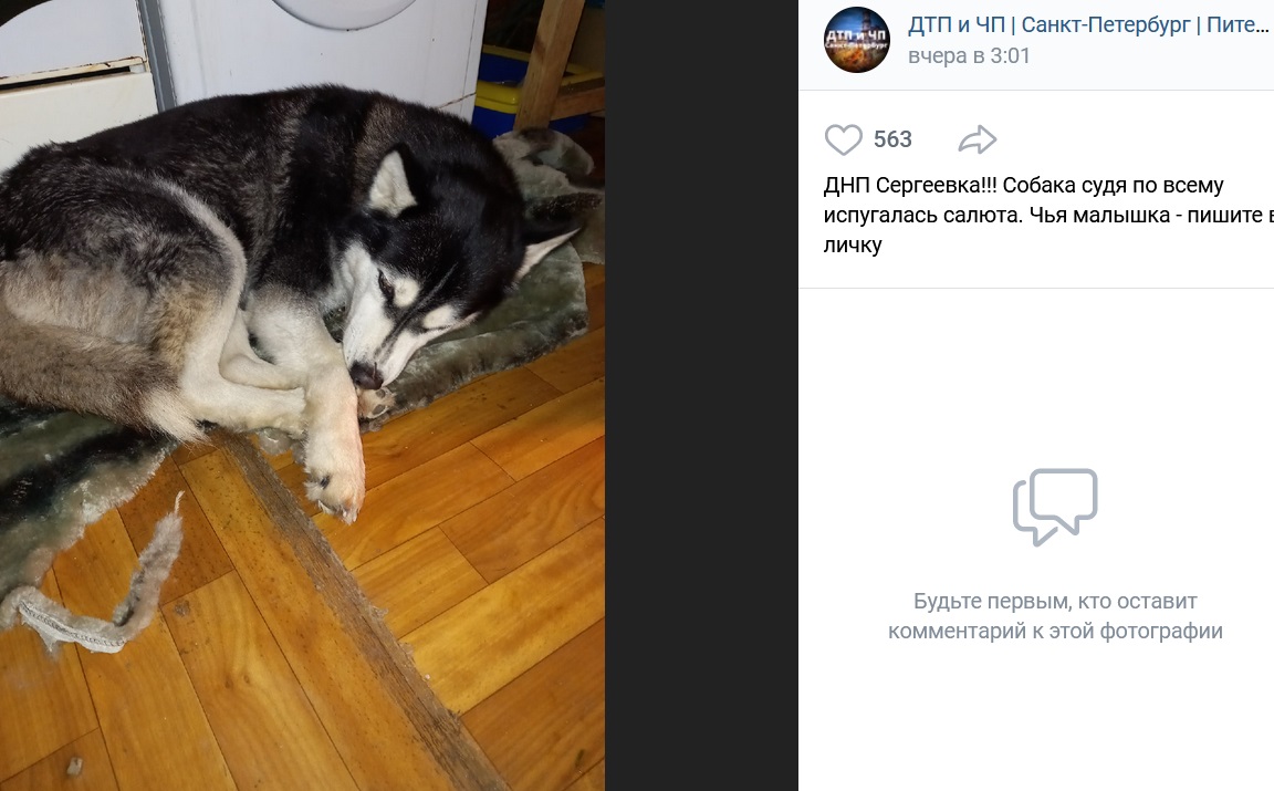 Грохот фейерверков привел к массовому бегству собак в Петербурге