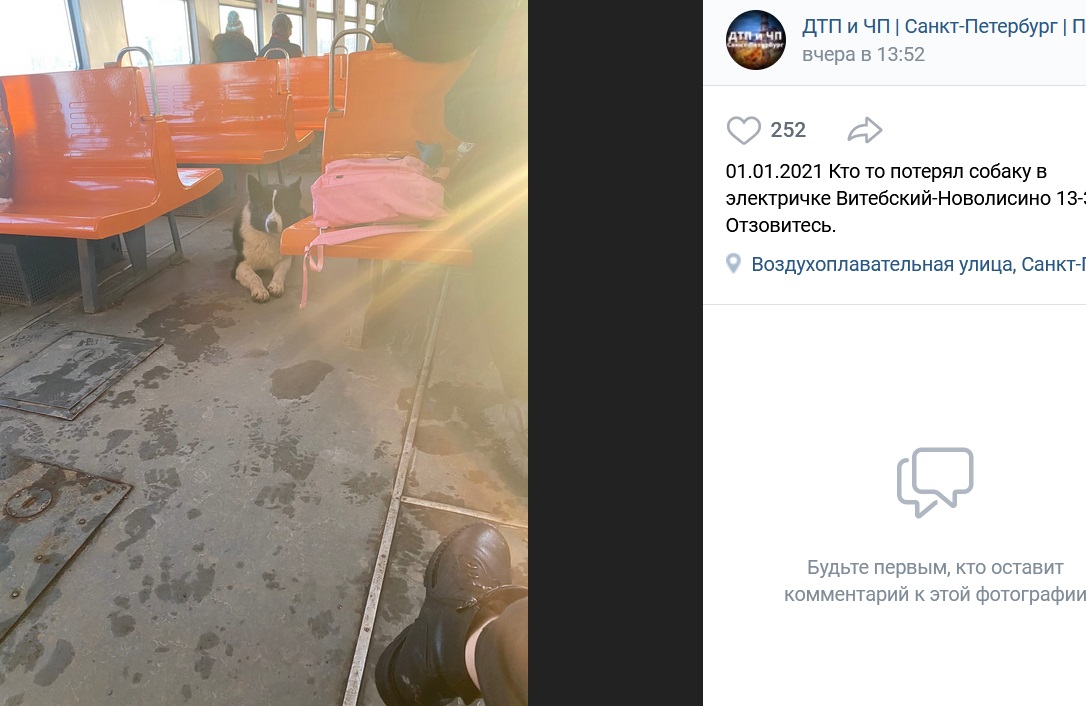 Грохот фейерверков привел к массовому бегству собак в Петербурге