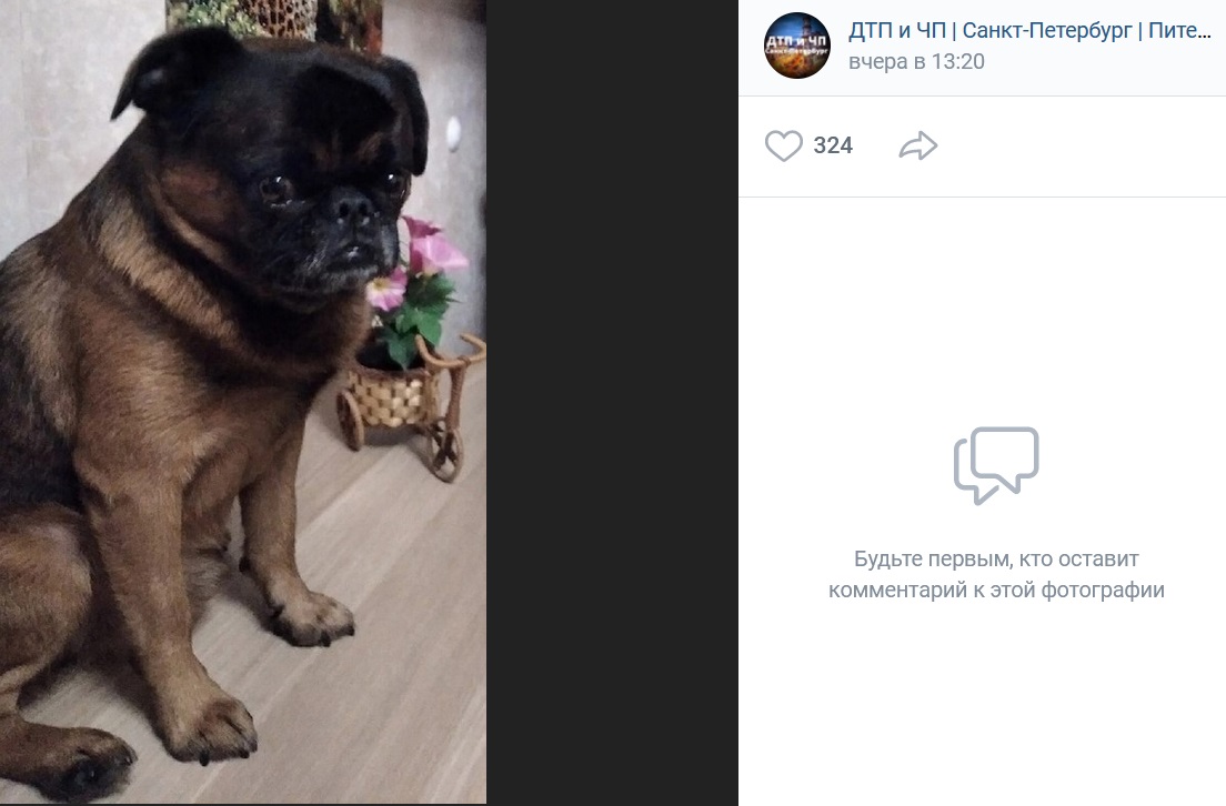 Грохот фейерверков привел к массовому бегству собак в Петербурге