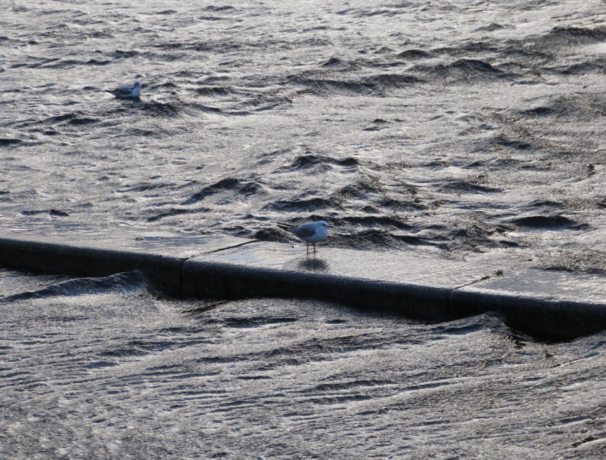 Потоп в Сочи смывает машины и заставляет горожан передвигаться на лодках