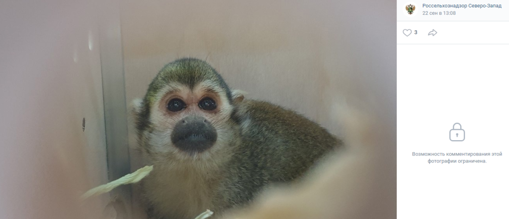 Из Ленинградского зоопарка в Новосибирск перевозят трех обезьян