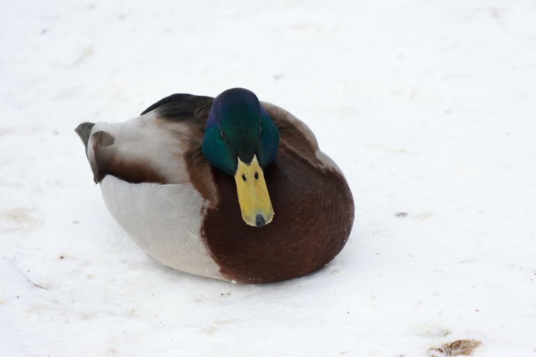 В Купчино спасли вмерзшую в лед редкую для Петербурга птицу