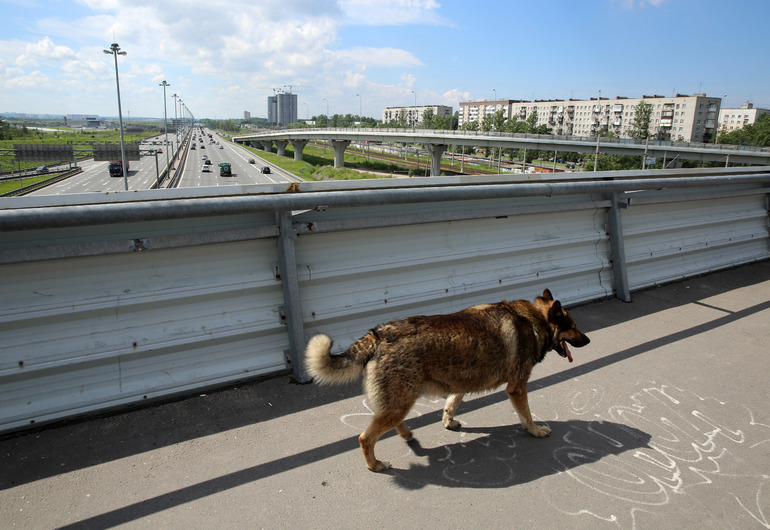 Петербуржец планирует обратиться в полицию после нападения на него собаки возле детсада