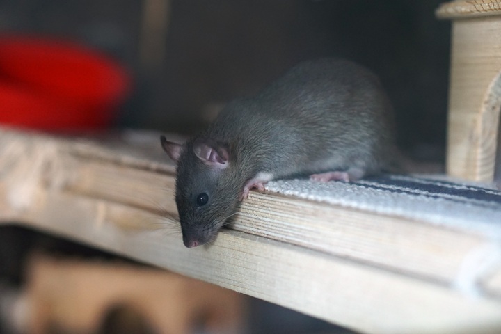 Крысы в мелиоративном канале поселка Бугры взволновали пользователей Сети