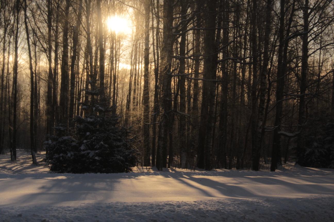 156509_Надежда_Цветкова (1)