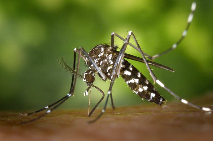 Роспотребнадзор назвал способы профилактики лихорадки денге