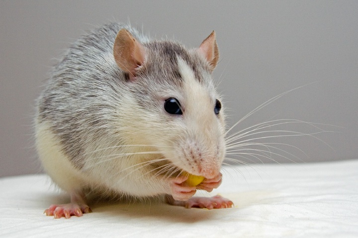mouse-mammal-eat-hamster-rodent-fauna-937876-pxhere.com