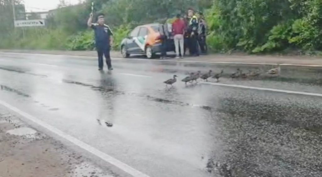 В поселке Бугры инспектор ДПС остановил движение авто для выводка утят