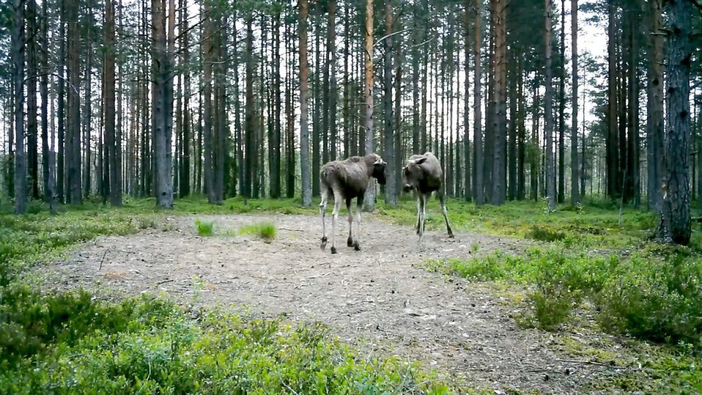 В Ленобласти молодые лоси начали отрабатывать элементы сражения