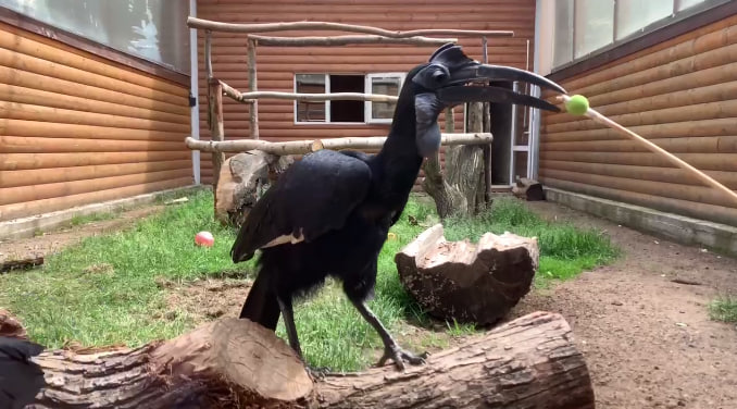Рогатые вороны в Ленинградском зоопарке показали шоу посетителям