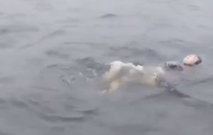 Экипаж проходящего мимо катера вытащил женщину из течения Невы