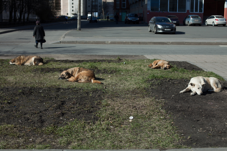 В Петербурге попросили ЗакС полностью разрешить вход в магазины с собаками