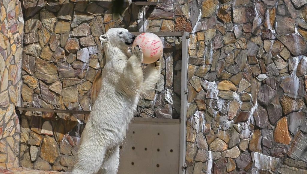 Белая медведица Хаарчаана поиграла в баскетбол в Петербурге