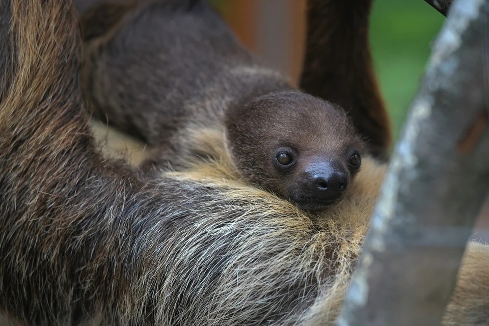 Малышу-ленивцу в Ленинградском зоопарке дали имя Мокко
