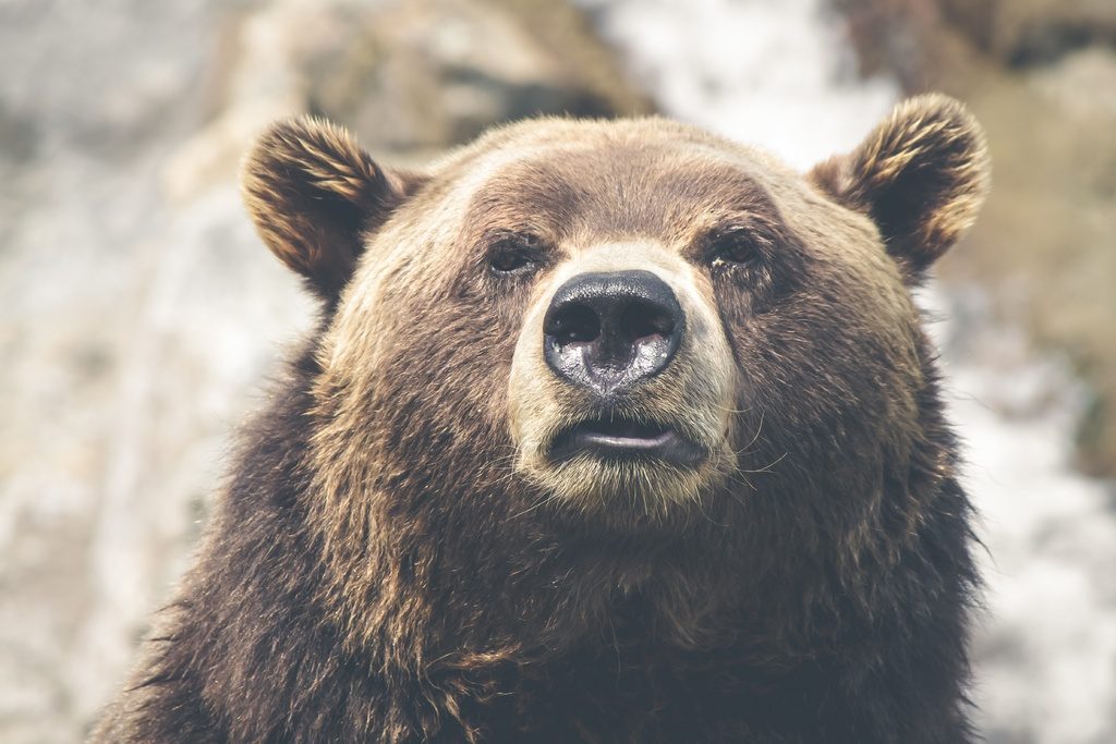 Это опасные игры: биолог Глазков о гибели дрессировщицы от лап медведя