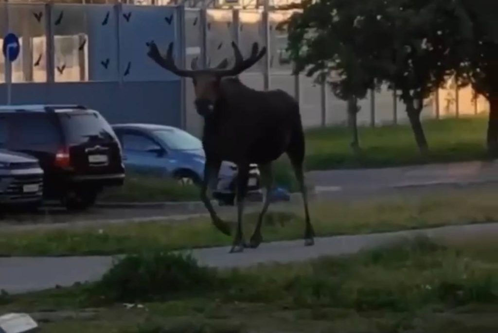 В Петербурге по Камышовой прогулялся лось