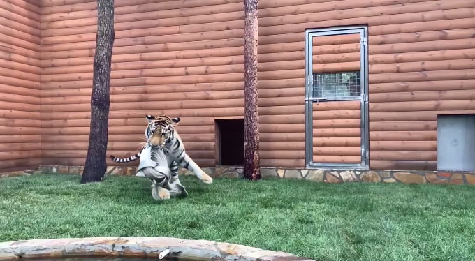 Зевс в Ленинградском зоопарке получил пожарный рукав на День тигра