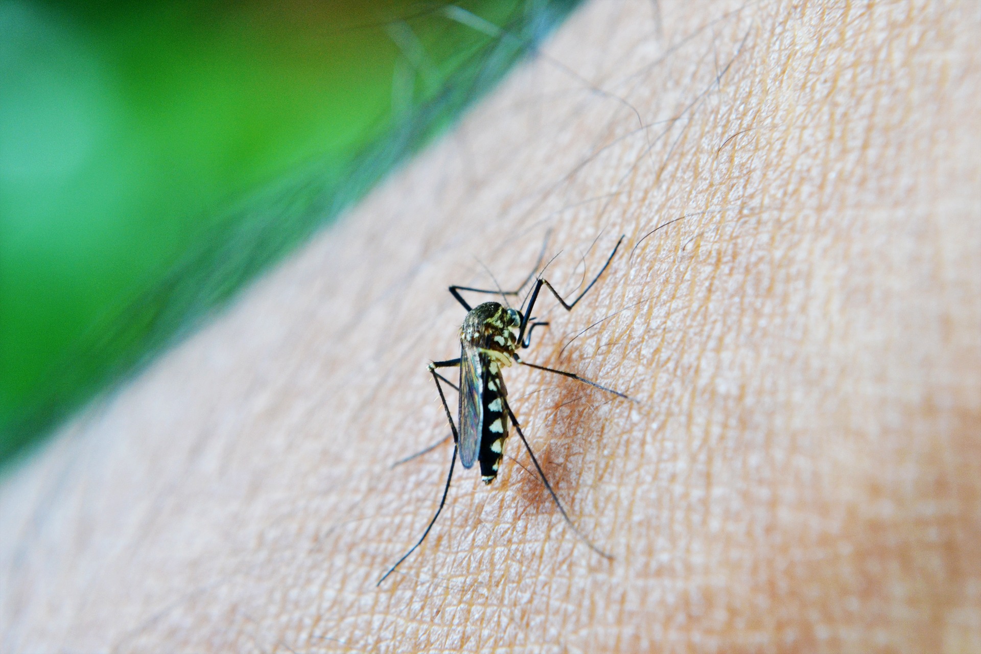 Врач-иммунолог назвал способы избавиться от назойливых комаров