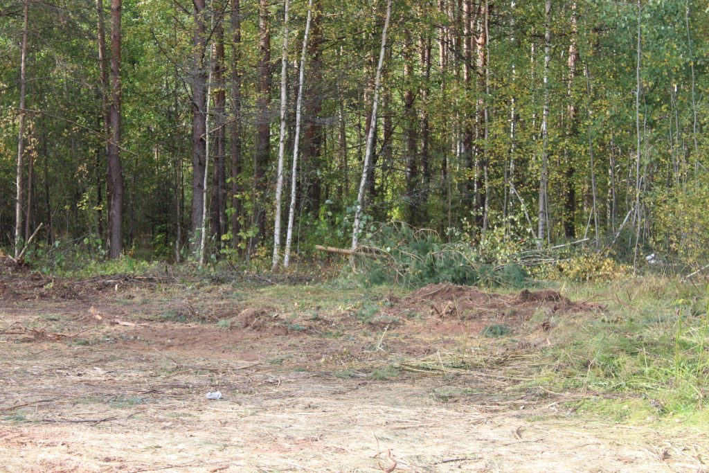 В Петербурге за июль пропало почти 400 человек, спасатели искали людей на конях