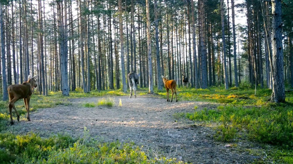 Лосиха под Петербургом встретила повзрослевшего сына