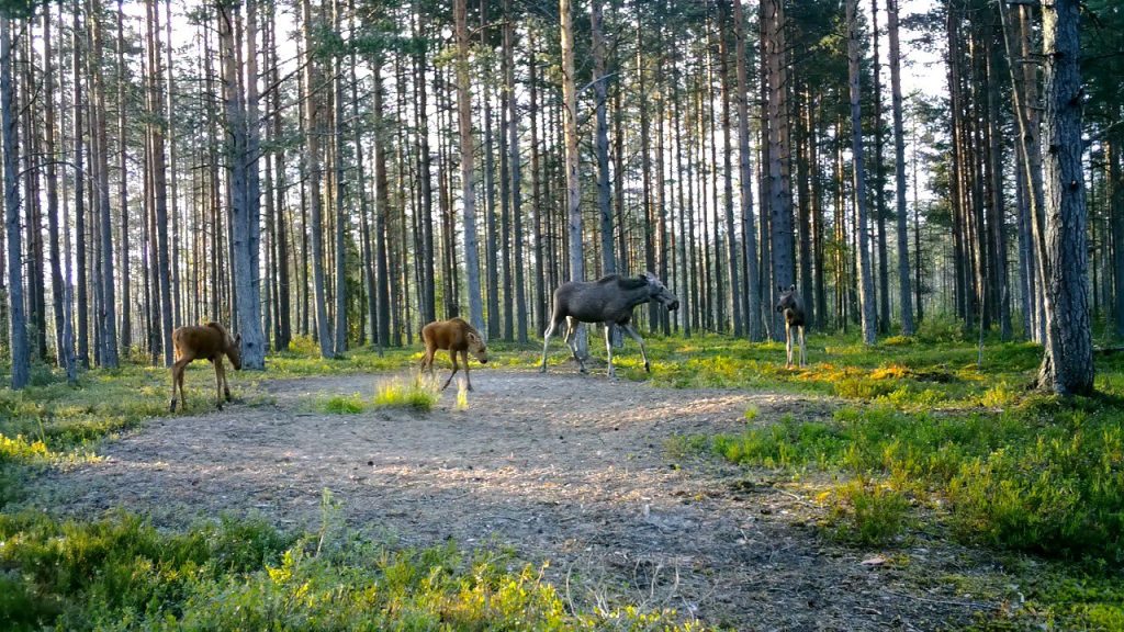 Лосиха под Петербургом встретила повзрослевшего сына