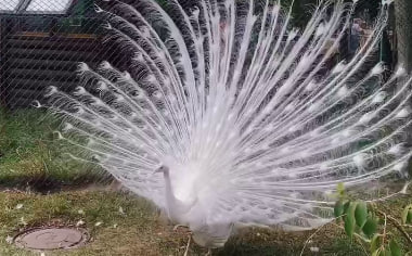 Ленинградский зоопарк показал восточные танцы белого павлина