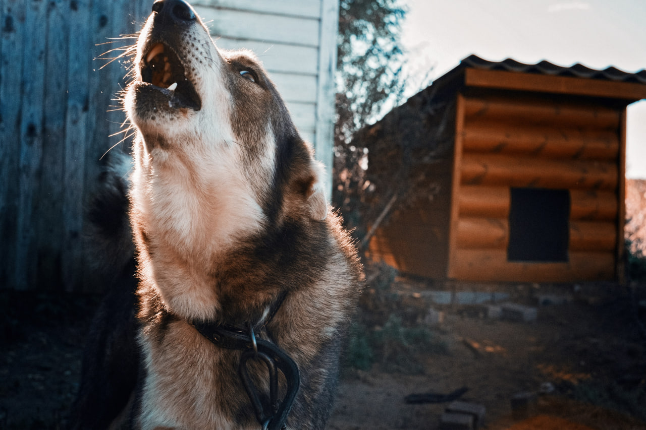 Более 2,5 тысячи петербуржцев пострадали от укусов собак с начала 2024 года