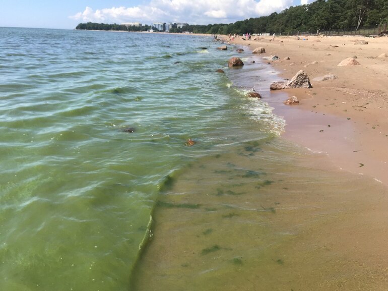 Сине-зеленые водоросли изменили цвет воды в Финском заливе