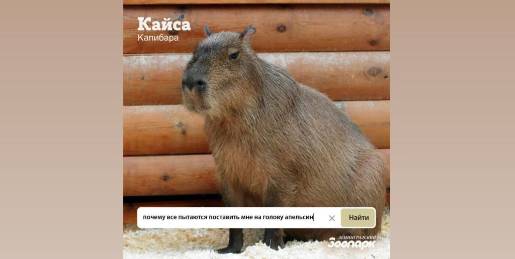 Коробки оптом для ягуара: в Ленинградском зоопарке придумали интернет-запросы его обитателей